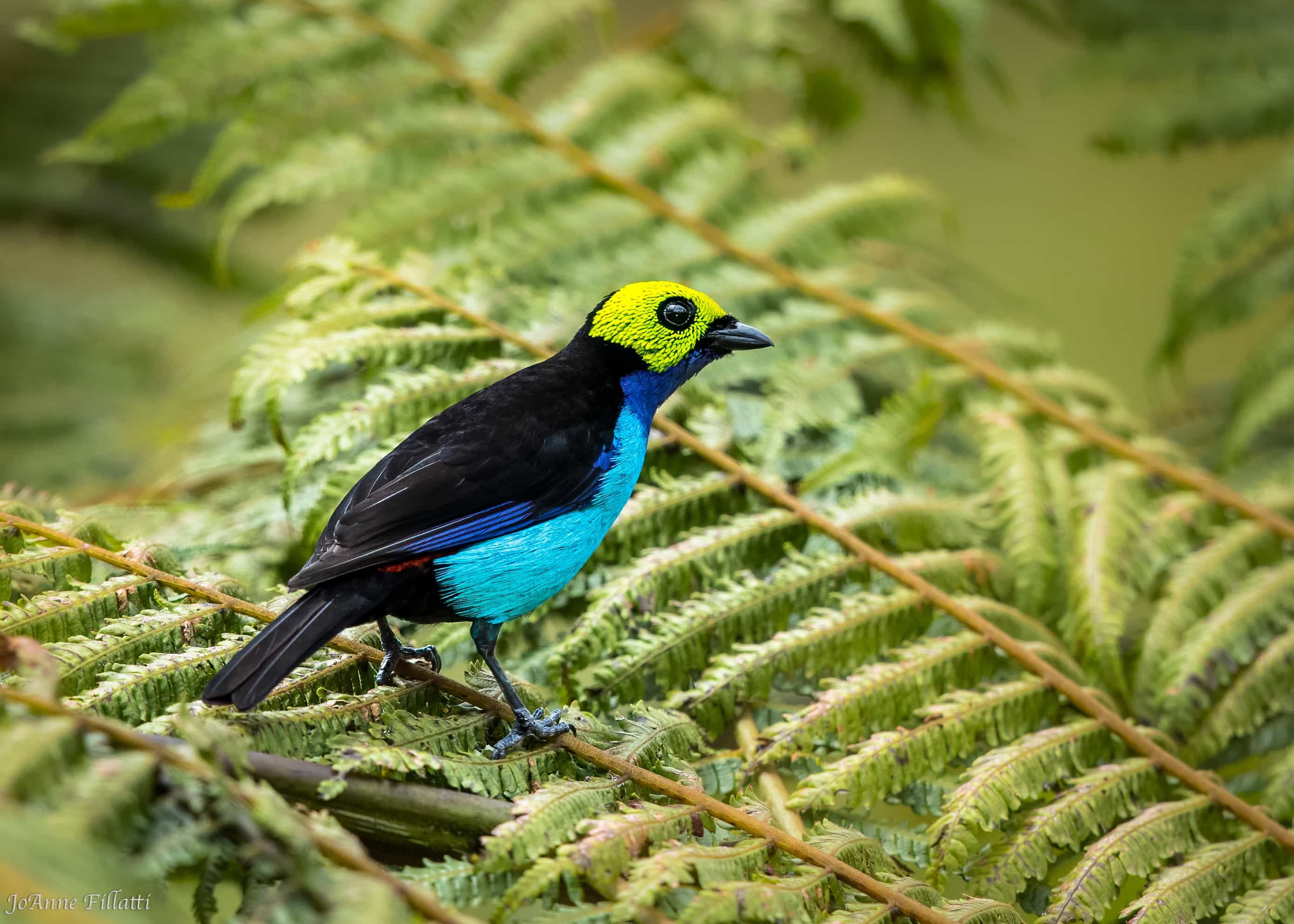 bird of peru image 11